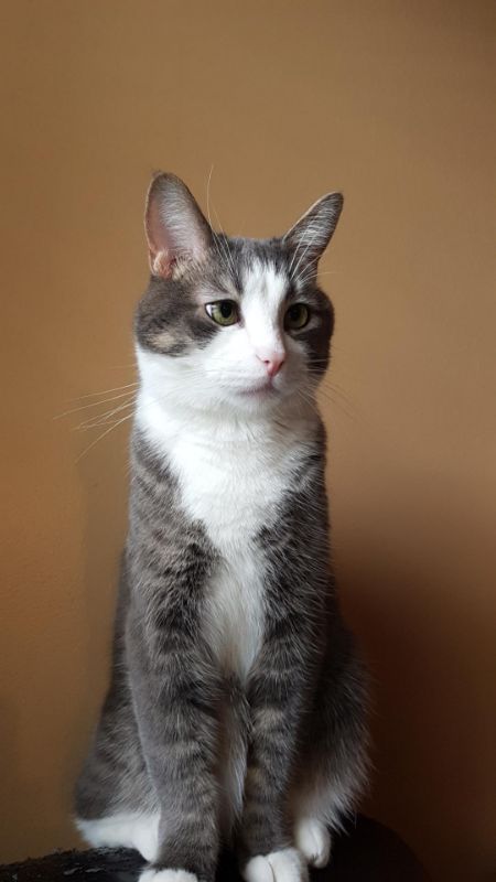 Natalie's Cat Cloudy