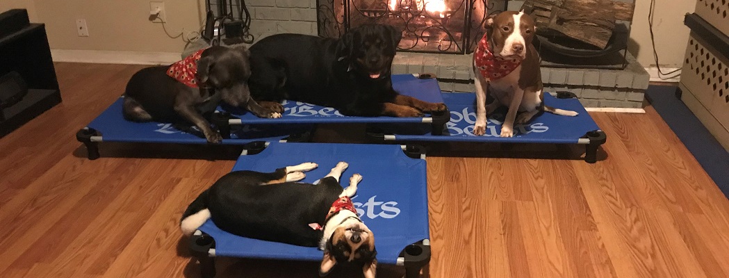 Dogs by the fire