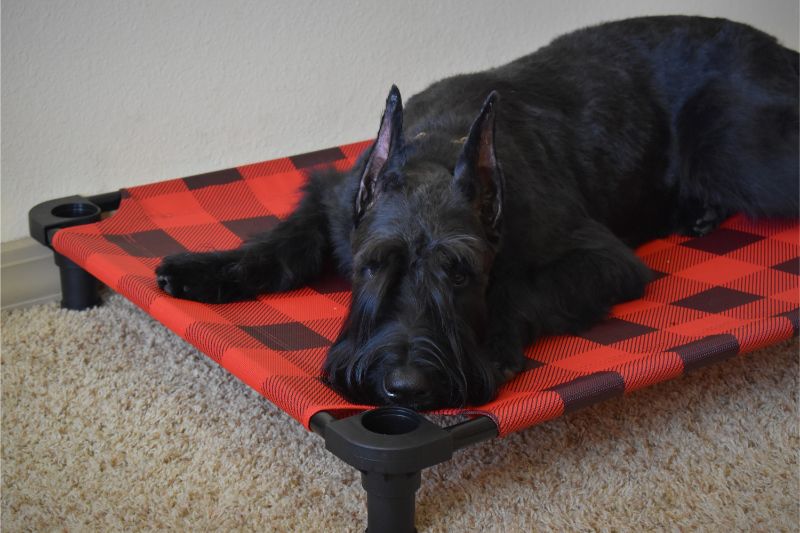 Dog on Plaid Cot