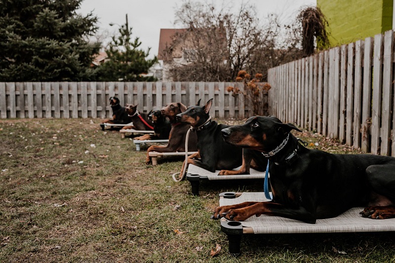 Dane Hoppe - Pet Technique Training - Testimony - 6 dobermans on cots