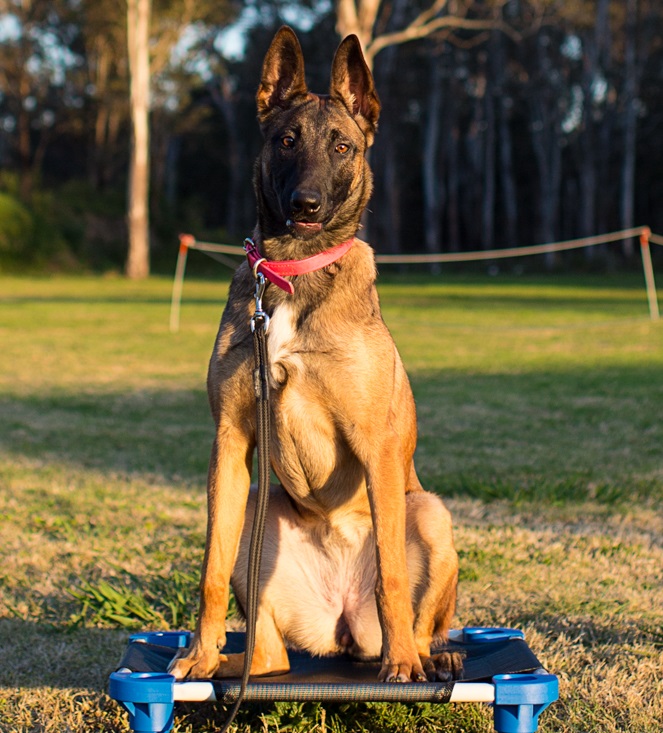 K9 Pro (Australia) Blaze