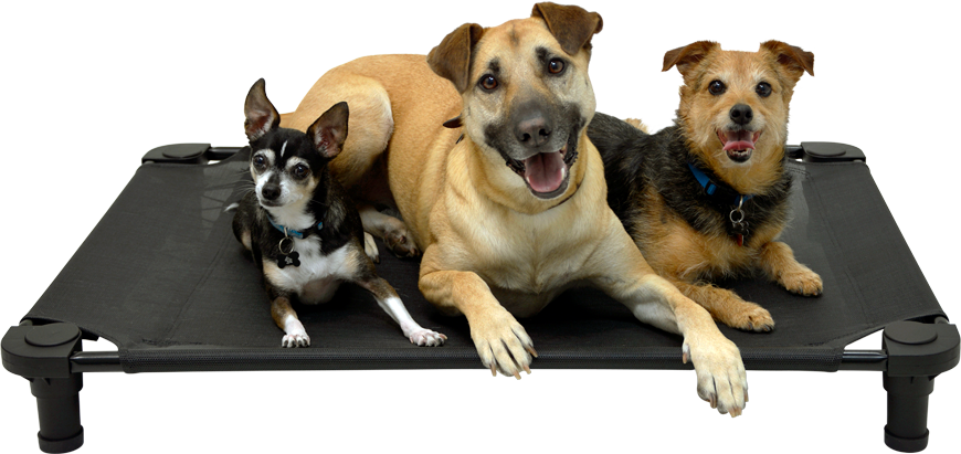 Dogs on 4Legs4Pets Cot
