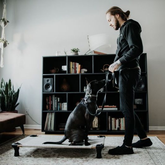 1 (1) Dog in Training